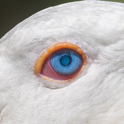 The eye in the full-size original photo, with fine texture in the iris and the feathers.