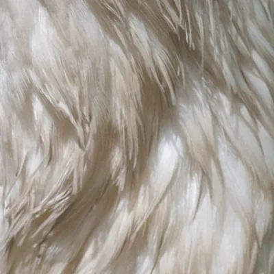 Neck feathers in the full-size original, with fine strands.