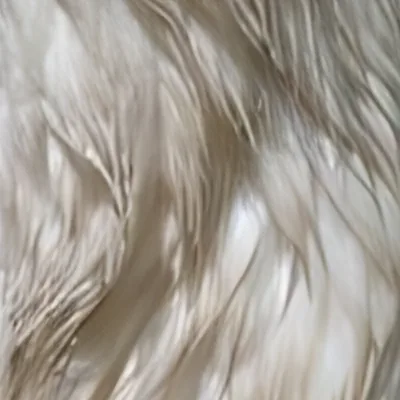 Neck feathers after run 1: clear feather shapes, smoother than the original.