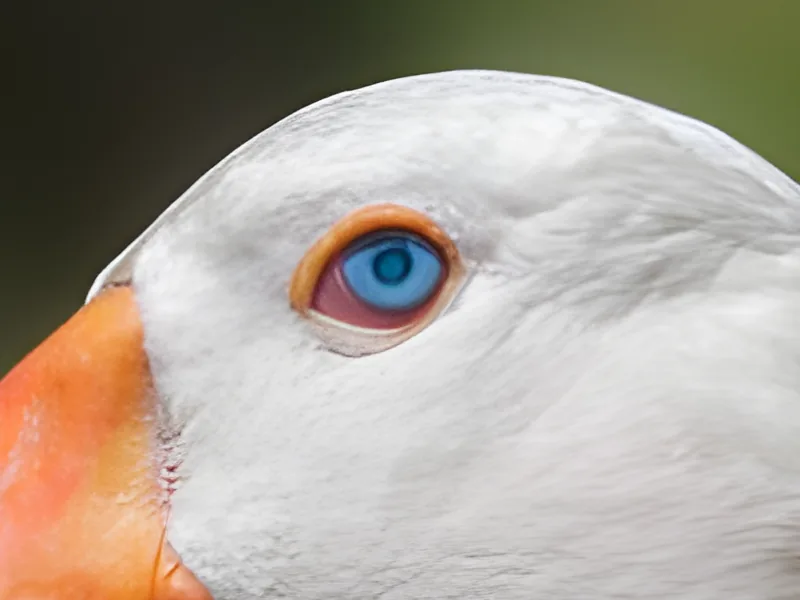 After: the goose's head enlarged 4× by OpenPixels with Photograph, best quality. The eye, its orange ring and the feathers have clean edges.